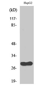 a10074 cdca3 primary antibodies wb testing 2