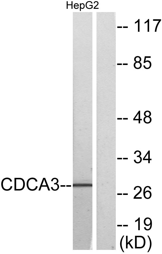 a10074 cdca3 primary antibodies wb testing 3