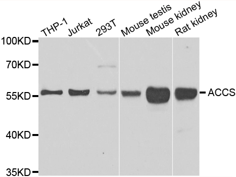 a10077 accs primary antiboties wb testing 1