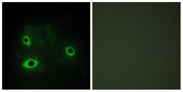 a10078 1 cox4i2 primary antibodies if testing 1