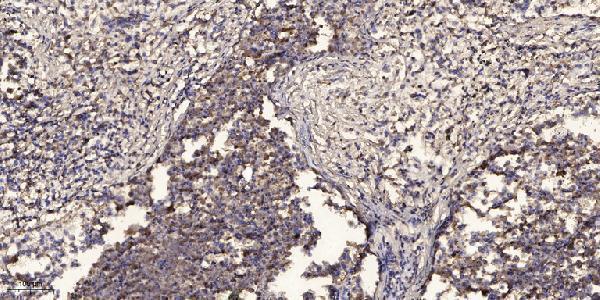 a10078 1 cox4i2 primary antibodies ihc testing 4