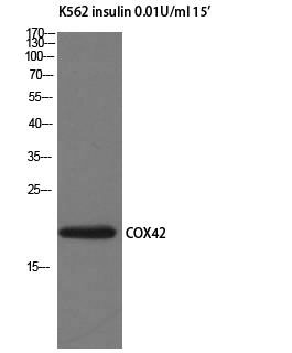 a10078 1 cox4i2 primary antibodies wb testing 2
