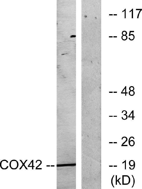 a10078 1 cox4i2 primary antibodies wb testing 3
