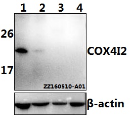 a10078 cox4i2 primary antiboties wb testing 1