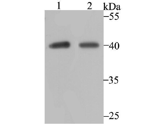 Western blot analysis of P2Y6 on SK-Br-3 (1) and A549 (2) cell lysate using anti-P2Y6 antibody at 1/1,000 dilution