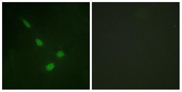 a10088 1 mapk15 primary antibodies if testing 1