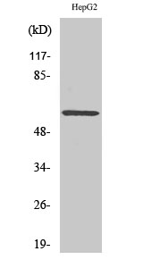 a10088 1 mapk15 primary antibodies wb testing 2