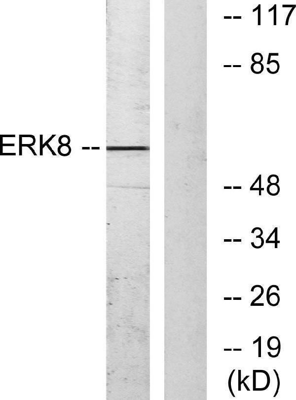 a10088 1 mapk15 primary antibodies wb testing 3