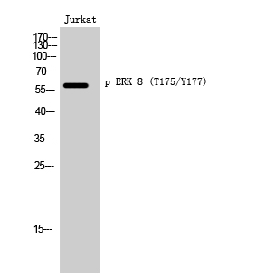 Western Blot analysis of Jurkat cells using Phospho-ERK 8 (T175/Y177) Polyclonal Antibody cells nucleus extracted by Minute TM Cytoplasmic and Nuclear Fractionation kit 