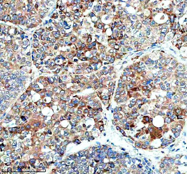 IHC analysis of HERC4 using anti-HERC4 antibody (A10089-1)