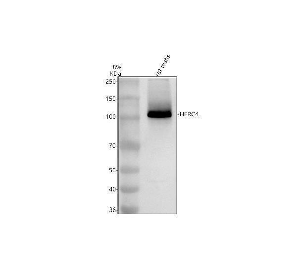 Western blot analysis of HERC4 using anti-HERC4 antibody (A10089-1)