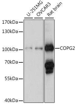 a10090 copg2 primary antiboties wb testing 1