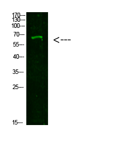 Western Blot analysis of 293T cells using primary antibody diluted at 1:1000 (4°C overnight)