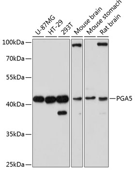 Western blot analysis of extracts of various cell lines, using PGA5 antibody  at 1:3000 dilution