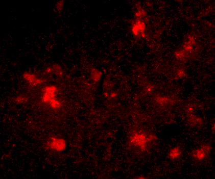 a10097 dact2 primary antibodies if testing 3