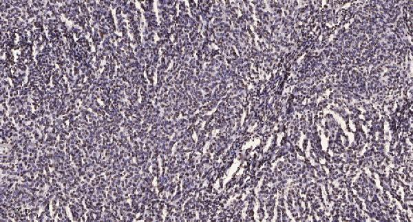 a10099 1 ddx19b primary antibodies ihc testing 1