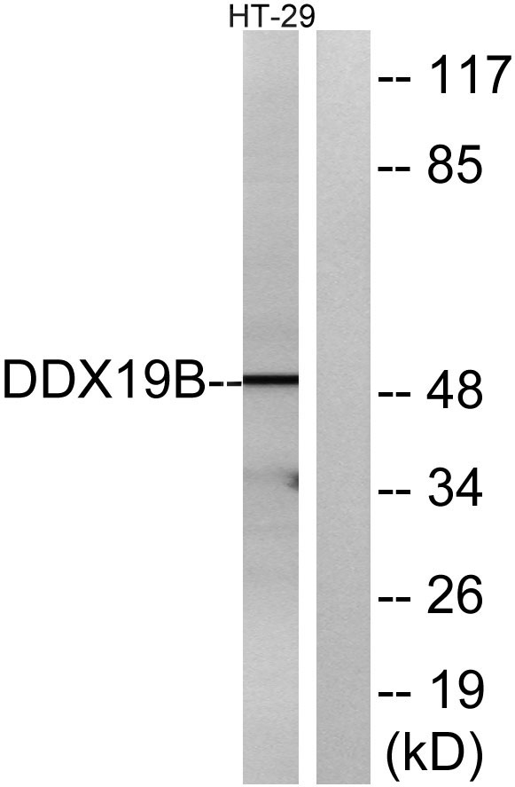 a10099 1 ddx19b primary antibodies wb testing 3