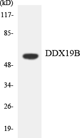 a10099 1 ddx19b primary antibodies wb testing 4