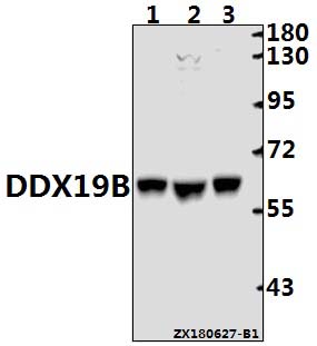 a10099 ddx19b primary antiboties wb testing 1