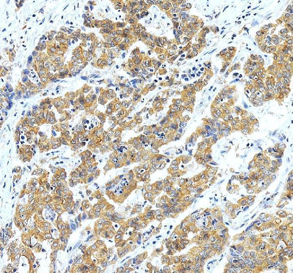 a10102 1 sephs1 primary antibodies ihc testing 3
