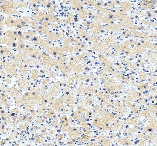 a10102 1 sephs1 primary antibodies ihc testing 4