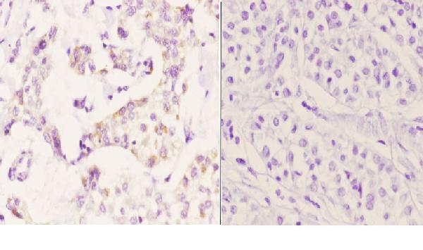 a10106 ptgr2 primary antiboties ihc testing 2