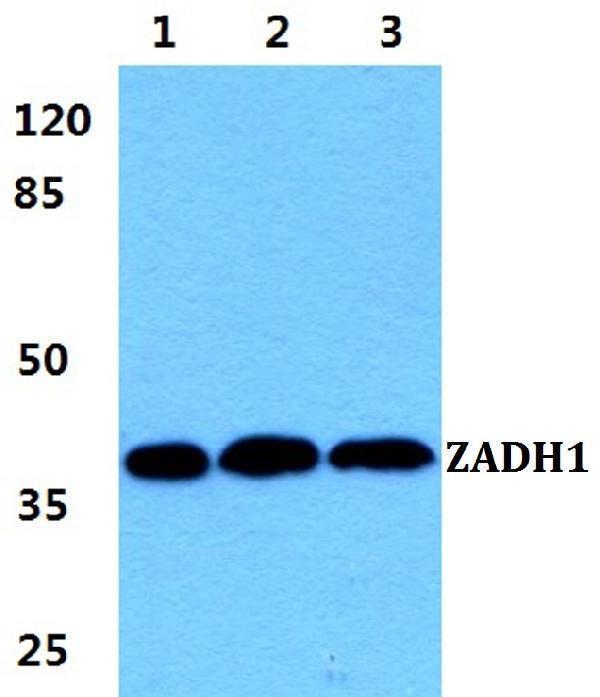a10106 ptgr2 primary antiboties wb testing 1
