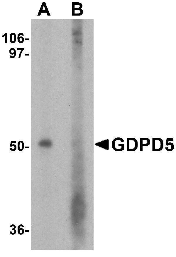 a10116 gdpd5 primary antibodies wb testing 1