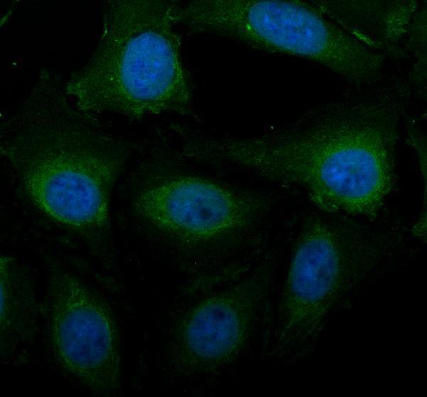 a10121 1 prr11 primary antibodies if testing 1
