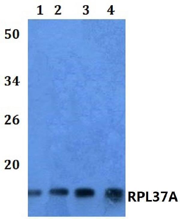 a10125 1 rpl37a primary antiboties wb testing 1