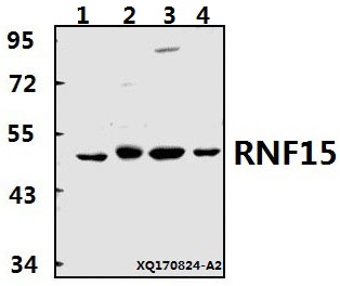 a10133 1 trim38 primary antiboties wb testing 1