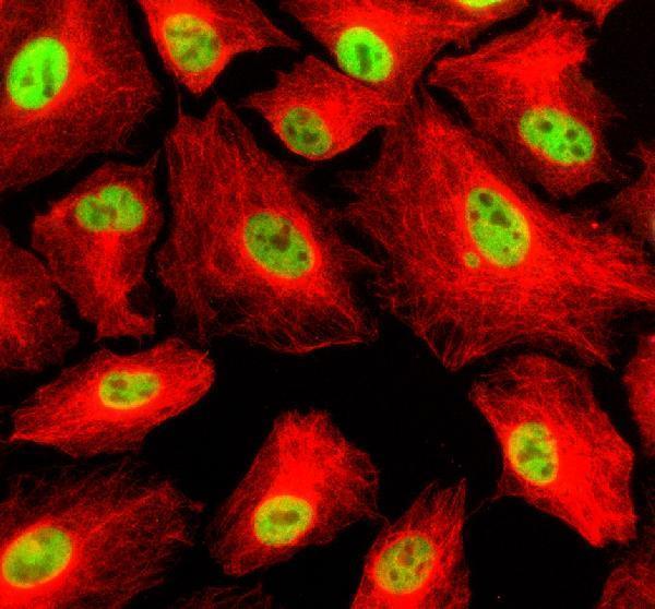 a10138 1 scaf11 primary antibodies if testing 1