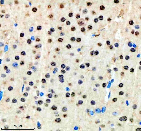 a10138 1 scaf11 primary antibodies ihc testing 12