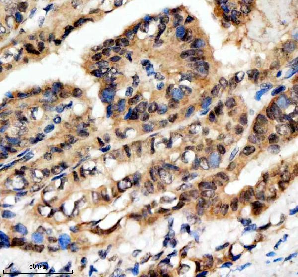 a10138 1 scaf11 primary antibodies ihc testing 6