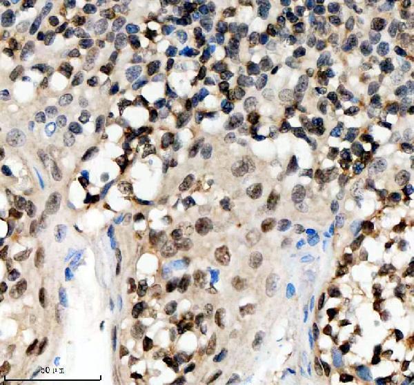 a10138 1 scaf11 primary antibodies ihc testing 7