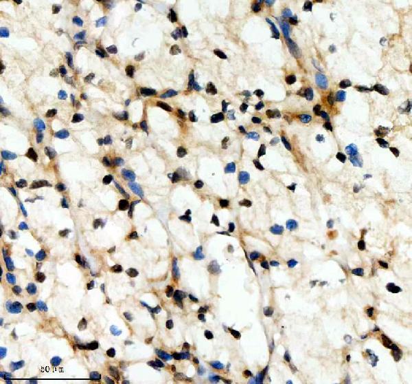 a10138 1 scaf11 primary antibodies ihc testing 8