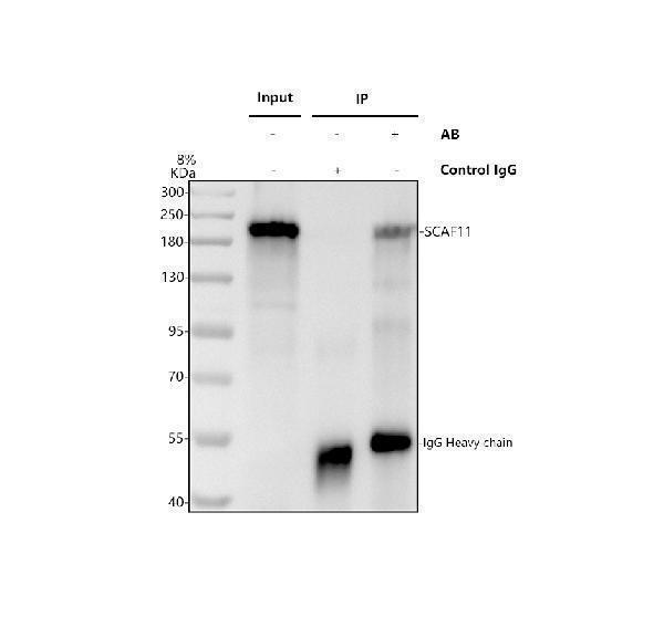 a10138 1 scaf11 primary antibodies ip testing 1