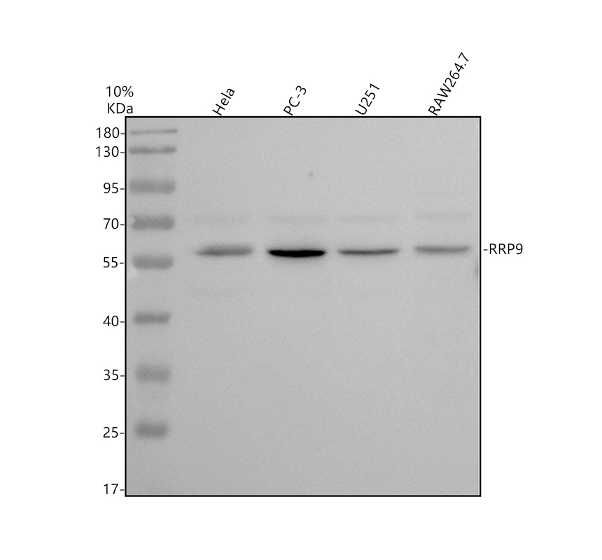 a10140 1 rrp9 primary antibodies wb testing 1