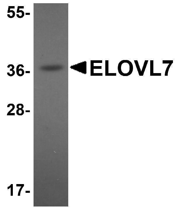 a10141 elovl7 primary antibodies wb testing 1