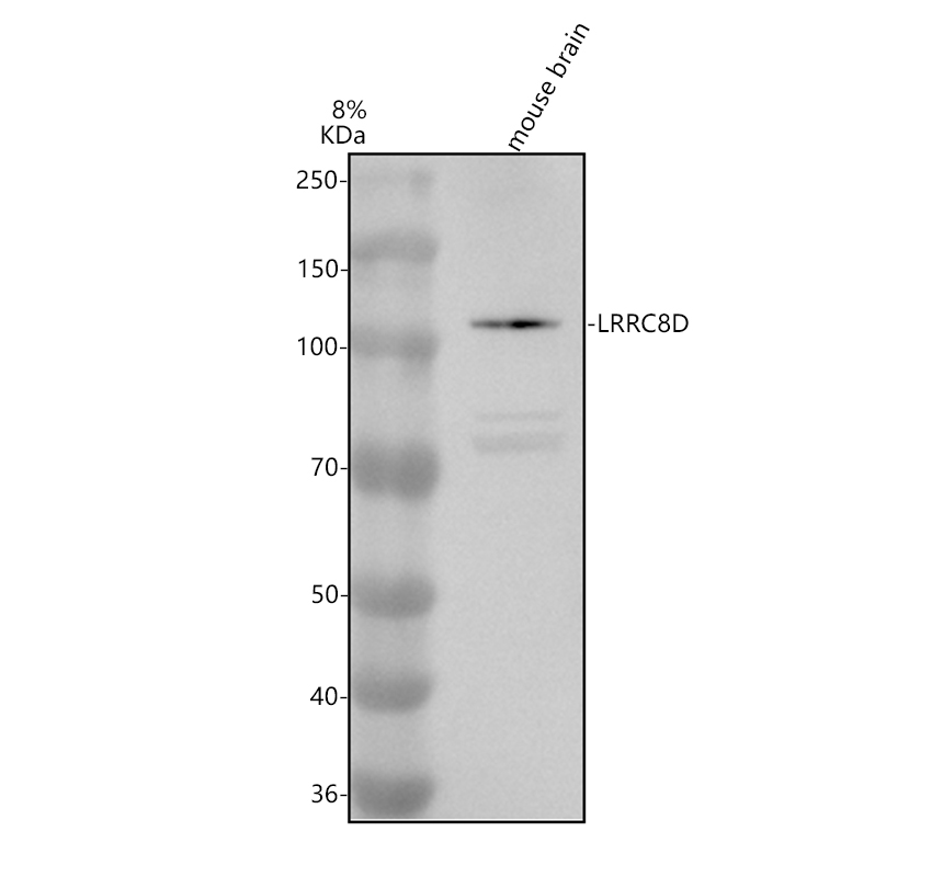 Western blot analysis of LRRC8D using anti-LRRC8D antibody (A10146)