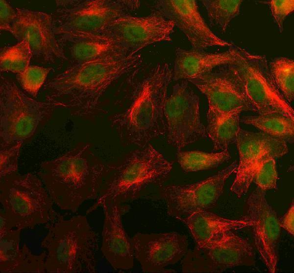  IF analysis of PSME4 using anti-PSME4 antibody (A10147-1) and anti-Beta Tubulin antibody (M01857-3)
