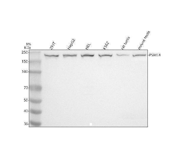  Western blot analysis of PSME4 using anti-PSME4 antibody (A10147-1)