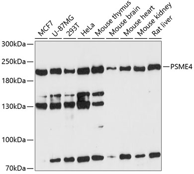 Western blot analysis of extracts of various cell lines, using PSME4 antibody  at 1:3000 dilution