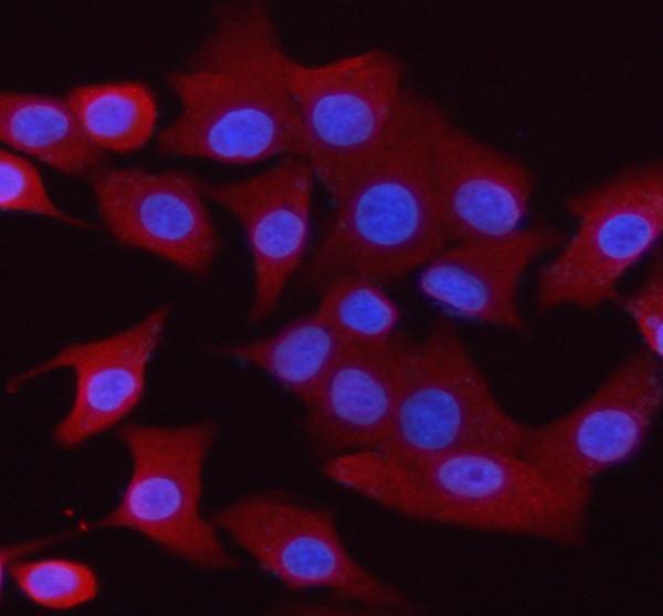 a10148 1 syngr1 primary antibodies if testing 2_1