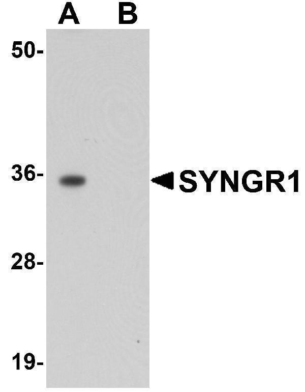 Western blot analysis of SYNGR1 in rat brain tissue lysate with SYNGR1 antibody at 1 μg/mL in (A) the absence and (B) the presence of blocking peptide