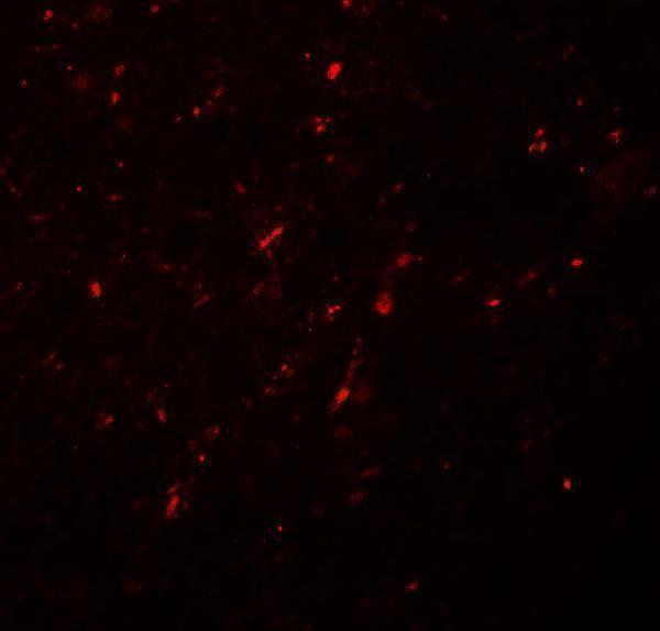 Immunofluorescence of NGN2 in human brain tissue with NGN2 antibody at 20 μg/mL