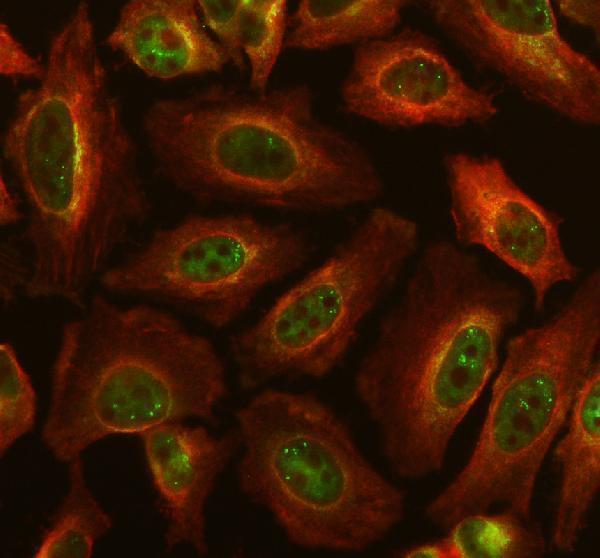 IF analysis of EXOG using anti-EXOG antibody (A10155-2) and anti-Alpha Tubulin antibody (M03989-3)