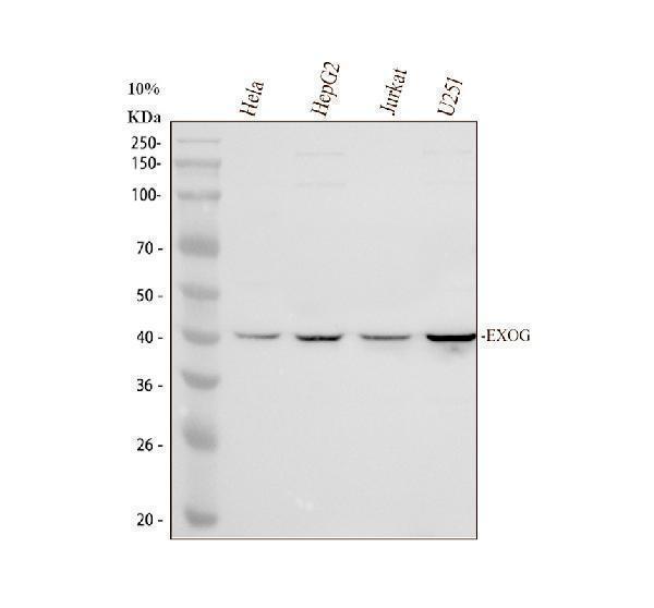 Western blot analysis of EXOG using anti-EXOG antibody (A10155-2)