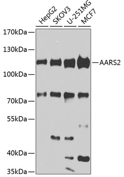 a10160 aars2 primary antiboties wb testing 1