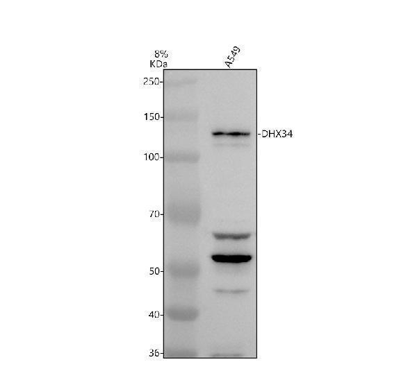 a10163 1 dhx34 primary antibodies wb testing 1